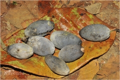 Canarium strictum
